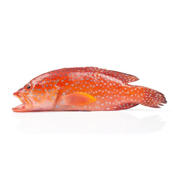 Blanched Red Grouper
